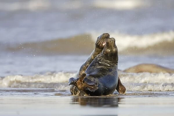 Grey Seal - playing in surf - Donna Nook - Lincolnshire - UK