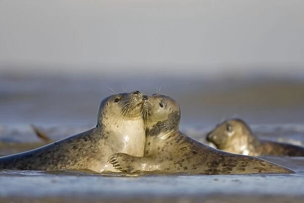 Grey Seal - playing in surf and kissing - Donna Nook - Lincolnshire - UK