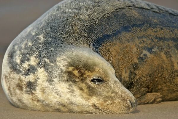 Grey Seal portrait of a female resting on sand bank Donna Nook, Lincolnshire Coast, England, UK