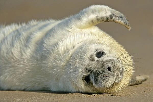 Grey Seal portrait of pup stretching it's fin Donna Nook, Lincolnshire Coast, England, UK