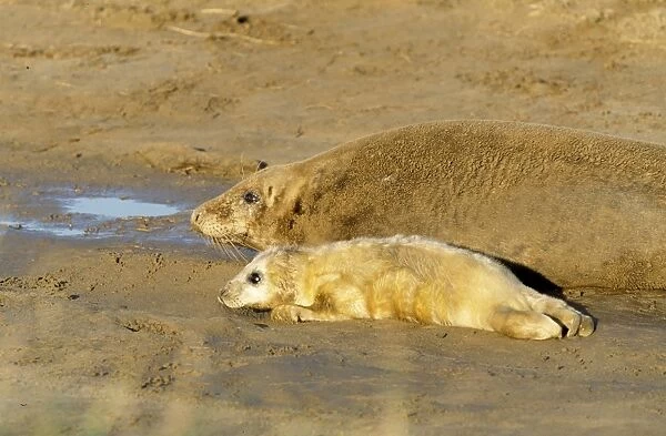 Grey Seal - with pup
