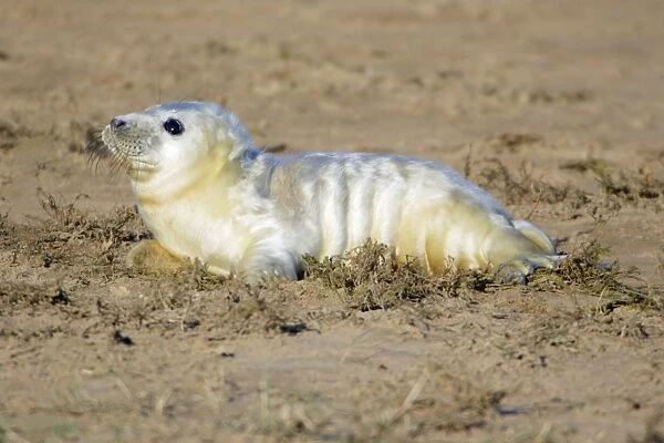 Grey Seal - pup on beach, Donna Nook seal sanctuary. Lincolnshire, UK