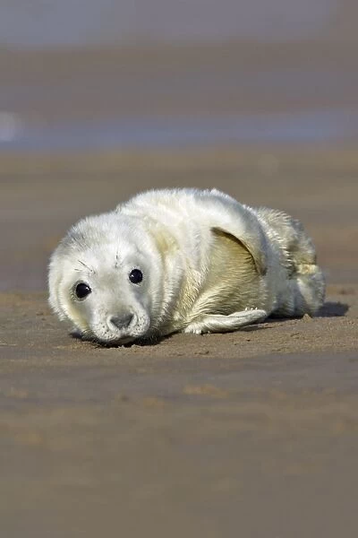 Grey Seal - pup on beach Doona Nook seal sanctuary, Linconshire, UK