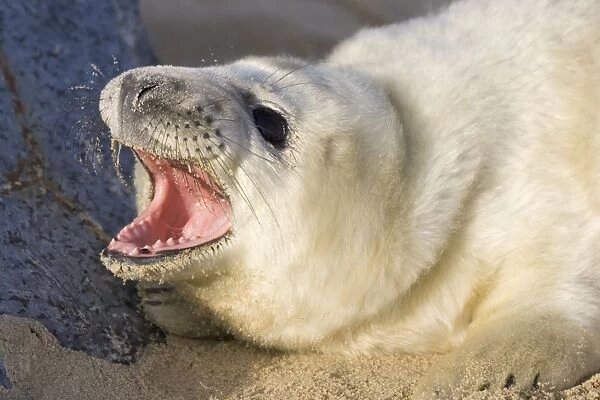 Grey Seal Pup on beach with mouth open Waxham Beach Norfolk UK