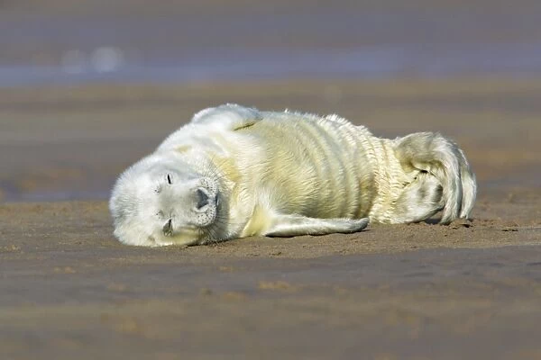 Grey Seal - pup on beach, sleeping. Donna Nook seal sanctuary, Lincolnshire, UK