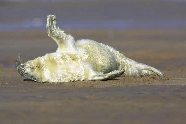 Grey Seal - pup on beach stretching its flipper. Donna Nook seal sanctuary, Lincolnshire, UK