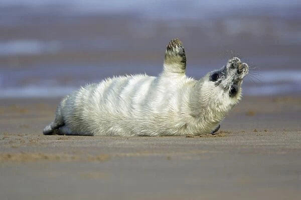 Grey Seal - pup on beach stretching its flipper. Donna Nook seal sanctuary, Lincolnshire, UK