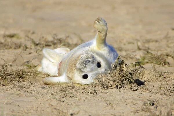 Grey Seal - pup on beach stretching its flipper, Donna Nook seal sanctuary. Lincolnshire, UK