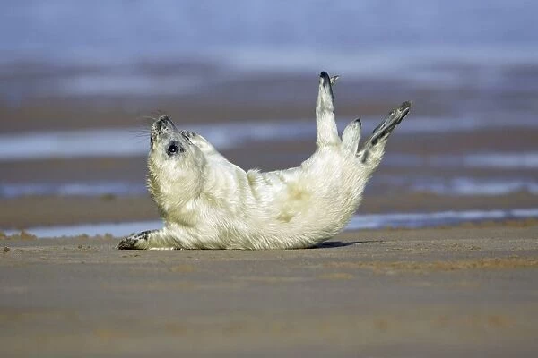 Grey Seal - pup on beach stretching itself. Donna Nook seal sanctuary, Lincolnshire, UK