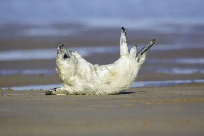 Framed Print : Grey Seal - pup on beach stretching itself. Donna Nook seal sanctuary, Lincolnshire, UK Framed Print : Grey Seal - pup on beach stretching itself. Donna Nook seal sanctuary, Lincolnshire, UK