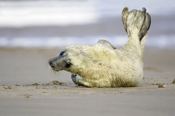 Grey Seal - pup on beach, stretching tail Donna Nook seal sanctuary, Lincolnshire, UK