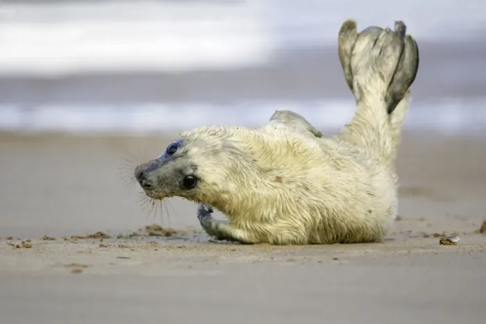 Framed Print : Grey Seal - pup on beach, stretching tail Donna Nook seal sanctuary, Lincolnshire, UK Framed Print : Grey Seal - pup on beach, stretching tail Donna Nook seal sanctuary, Lincolnshire, UK