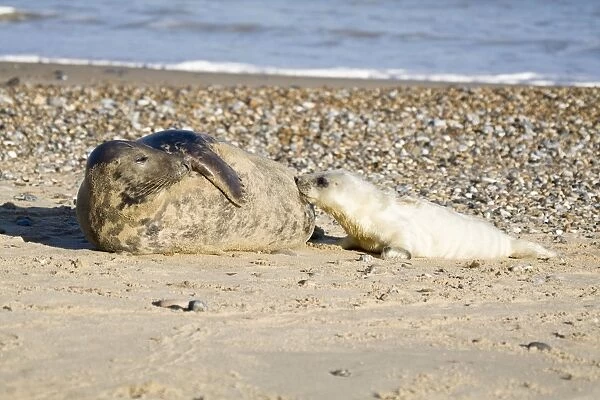 Grey Seal - pup on beach suckling from cow - Norfolk England
