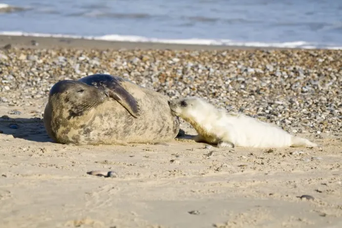 Framed Print : Grey Seal - pup on beach suckling from cow - Norfolk England Framed Print : Grey Seal - pup on beach suckling from cow - Norfolk England