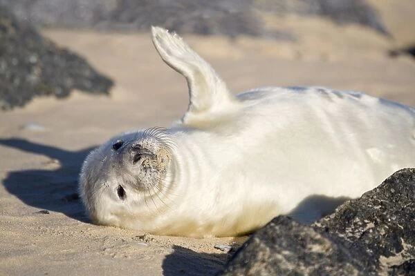 Grey Seal - pup on beach waving flipper - Norfolk England