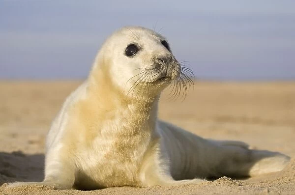 Grey Seal - Pup on beach Waxham Beach Norfolk UK