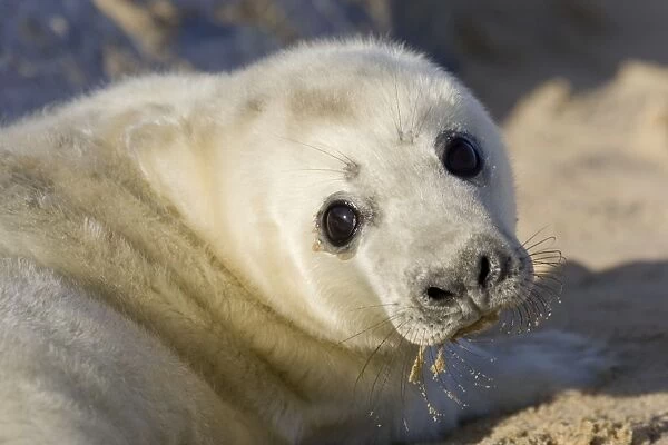 Grey Seal Pup on beach Waxham Beach Norfolk UK