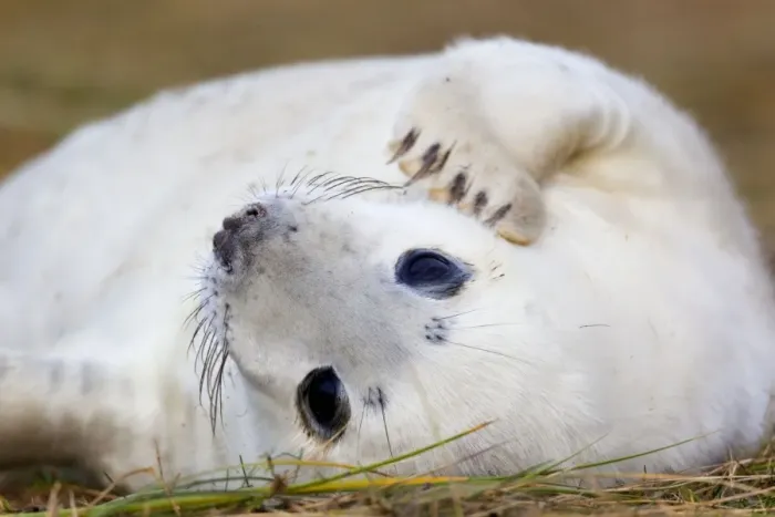 Framed Print : Grey Seal - Pup - Donna nook - Lincolnshire - UK