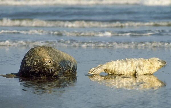 Grey Seal - with pup Lincolnshire, UK