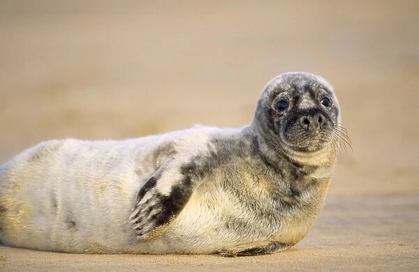 Grey Seal - pup Lincolnshire, UK