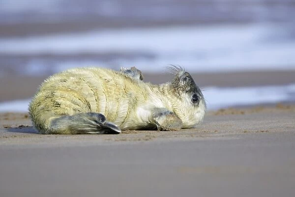 Grey Seal - pup lying on its back. Donna Nook seal sanctuary, Lincolnshire, UK
