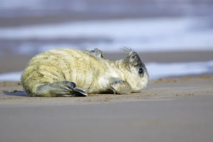 Framed Print : Grey Seal - pup lying on its back. Donna Nook seal sanctuary, Lincolnshire, UK