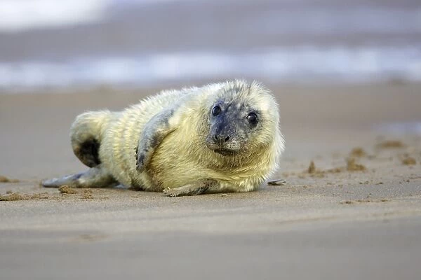 Grey Seal - pup lying on beach. Donna Nook seal sanctuary, Lincolnshire, UK