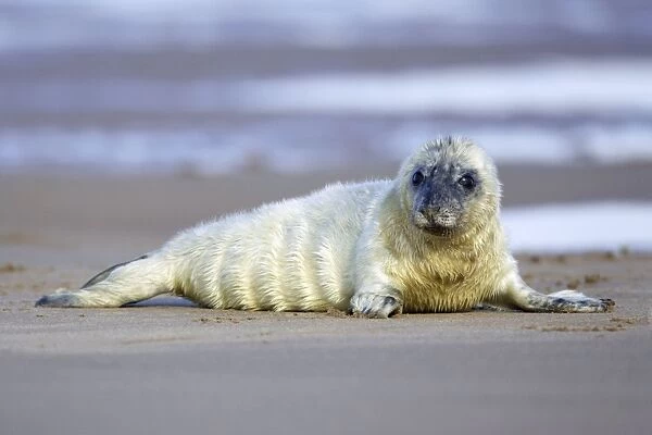 Grey Seal - pup lying on beach Donna Nook seal sanctuary, Lincolnshire, UK