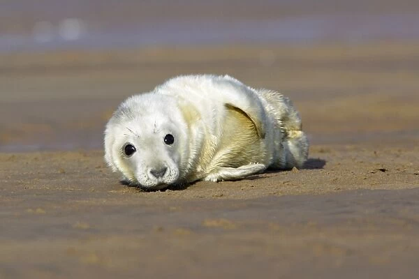 Grey Seal - pup lying on beach. Donna Nook seal sanctuary, Lincolnshire, UK