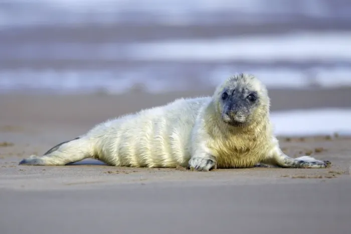 Framed Print : Grey Seal - pup lying on beach Donna Nook seal sanctuary, Lincolnshire, UK Framed Print : Grey Seal - pup lying on beach Donna Nook seal sanctuary, Lincolnshire, UK