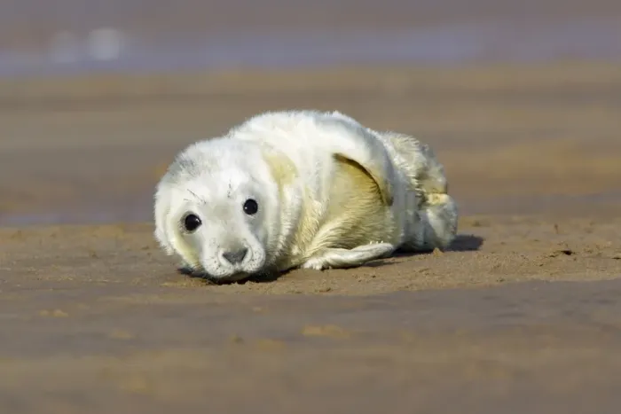 Framed Print : Grey Seal - pup lying on beach. Donna Nook seal sanctuary, Lincolnshire, UK Framed Print : Grey Seal - pup lying on beach. Donna Nook seal sanctuary, Lincolnshire, UK