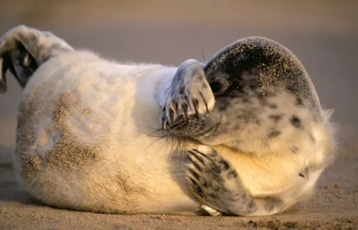Framed Print : GREY SEAL - pup lying on sandy beach, covers eyes Framed Print : GREY SEAL - pup lying on sandy beach, covers eyes
