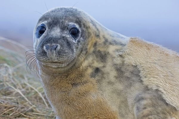 Grey Seal - pup molting - UK