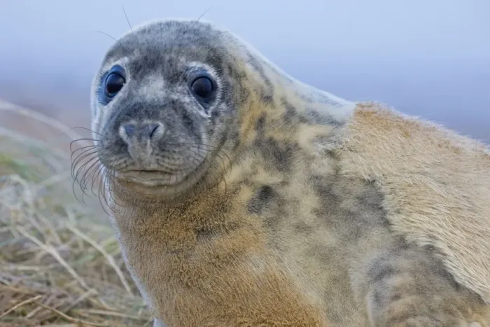 Framed Print : Grey Seal - pup molting - UK Framed Print : Grey Seal - pup molting - UK