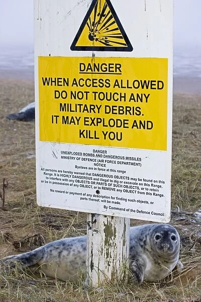 Grey Seal - pup on RAF bombing range used as a pupping area for seals - by sign warning of danger - UK