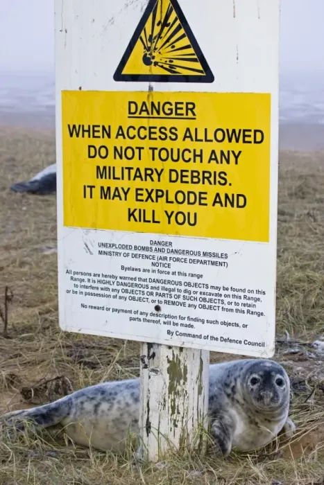 Framed Print : Grey Seal - pup on RAF bombing range used as a pupping area for seals - by sign warning of danger - UK Framed Print : Grey Seal - pup on RAF bombing range used as a pupping area for seals - by sign warning of danger - UK