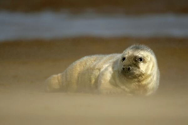 Grey Seal pup resting on sand bank during sandstorm Donna Nook, Lincolnshire Coast, England, UK