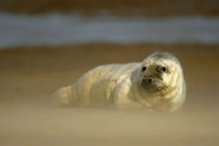Framed Print : Grey Seal pup resting on sand bank during sandstorm Donna Nook, Lincolnshire Coast, England, UK Framed Print : Grey Seal pup resting on sand bank during sandstorm Donna Nook, Lincolnshire Coast, England, UK