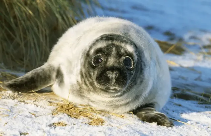 Framed Print : Grey Seal - pup, on snow covered beach UK Framed Print : Grey Seal - pup, on snow covered beach UK