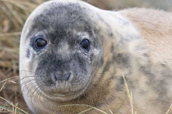 Grey Seal - pup - UK