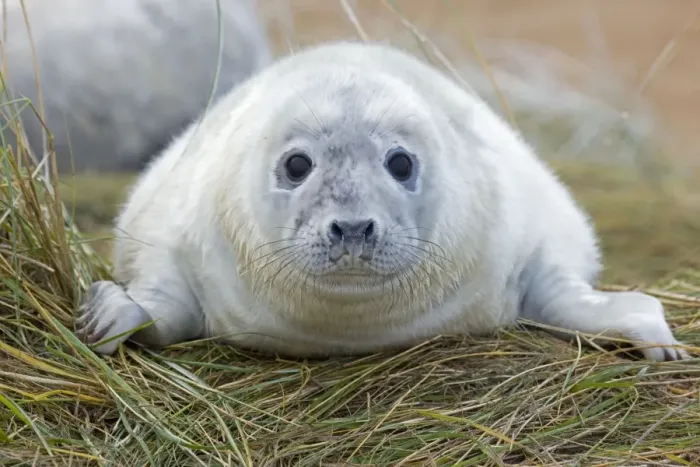 Framed Print : Grey Seal - pup - UK Framed Print : Grey Seal - pup - UK