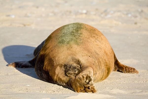 Grey Seal - rear end of bull with colourful coat lying on beach - Norfolk England