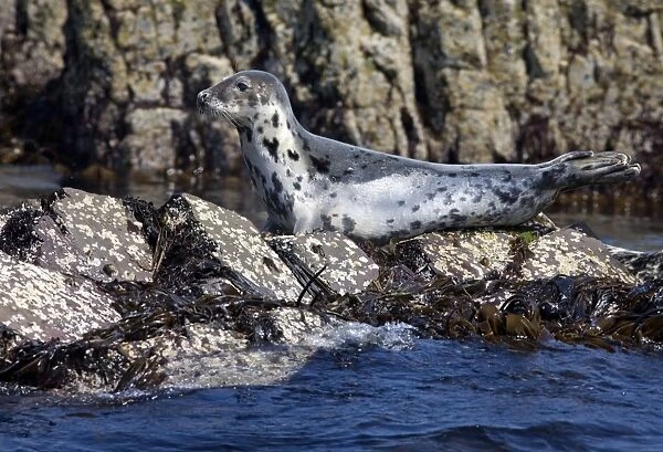 Grey Seal - resting on rocks - June - Northumberland - England