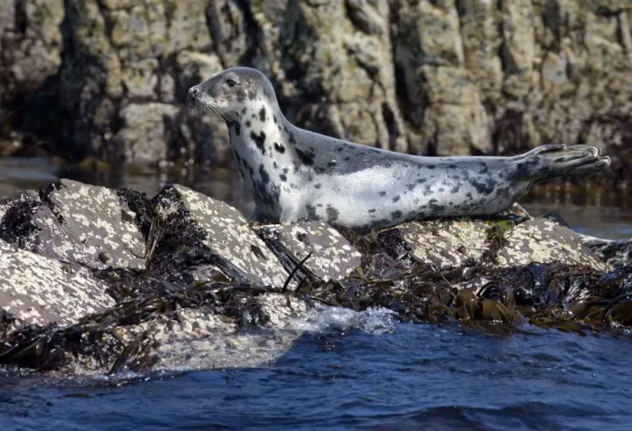 Framed Print : Grey Seal - resting on rocks - June - Northumberland - England