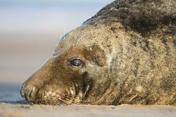 Grey Seal - resting on sandy beach - Donna Nook - Lincolnshire - UK