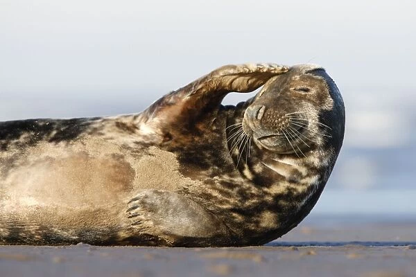 Grey Seal - resting on sandy beach scratching head - Donna Nook - Lincolnshire - UK