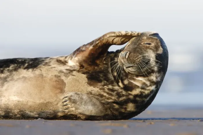Framed Print : Grey Seal - resting on sandy beach scratching head - Donna Nook - Lincolnshire - UK