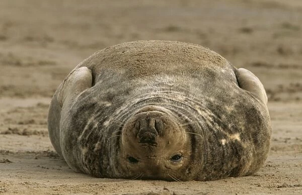 GREY SEAL - on back in sand