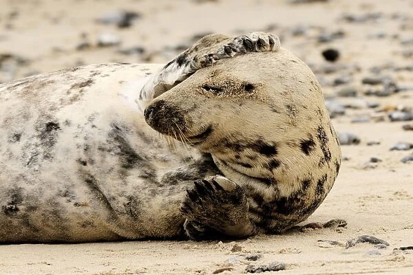 Grey seal - scratching his head on beach. Helgoland - Germany