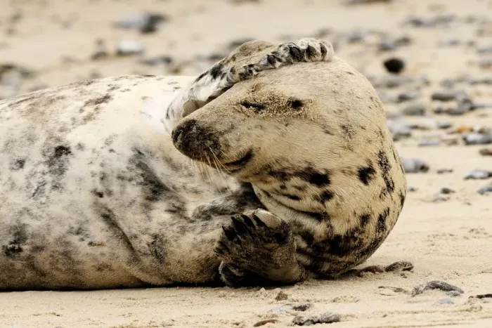 Framed Print : Grey seal - scratching his head on beach. Helgoland - Germany Framed Print : Grey seal - scratching his head on beach. Helgoland - Germany